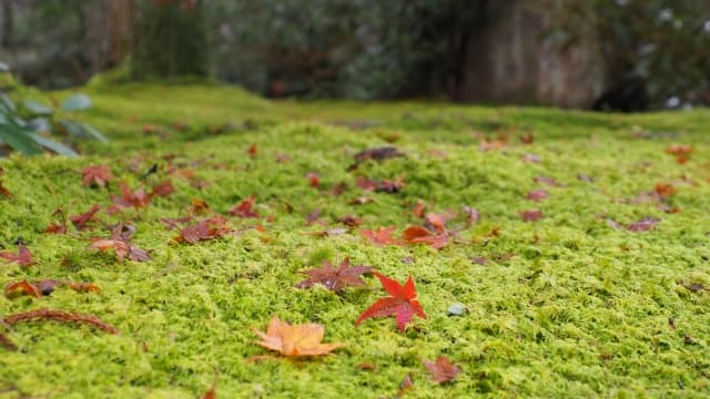 A serene Japanese garden in Kyoto's Sanzen-in, adorned with vibrant autumn maple leaves and lush moss.
