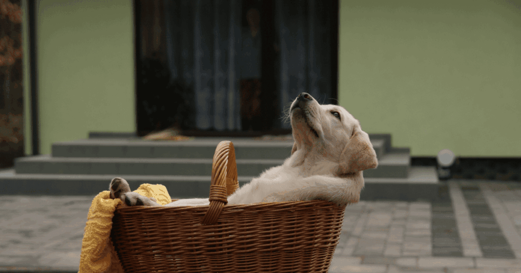 かごの中でのんびりと見上げる犬