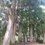 杉の木立に囲まれた静寂な風景、阿息観と声の瞑想を想起させる自然