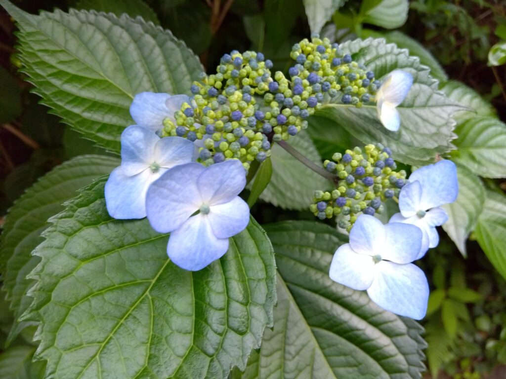 線路沿いに咲く紫と青、白色の紫陽花、命の旅の始まりを象徴する花